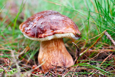 Close-up of mushroom growing on field