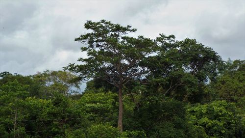 Trees in forest against sky