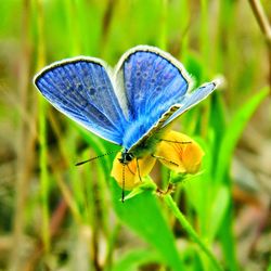 Close-up of butterfly pollinating on flower