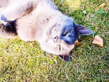 High angle view of a cat on field