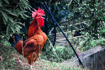 View of rooster on land