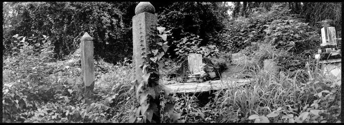 Plants growing on old cemetery against trees