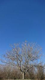 Low angle view of bare trees against clear blue sky