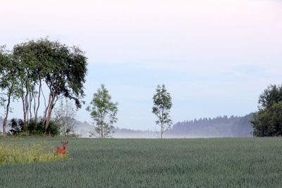 Deer in meadow