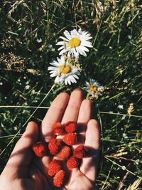 Close-up of hand holding strawberries by white flowers on field