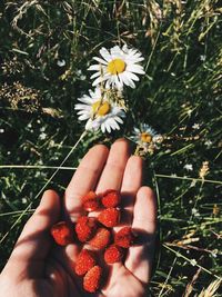 Midsection of woman holding flower