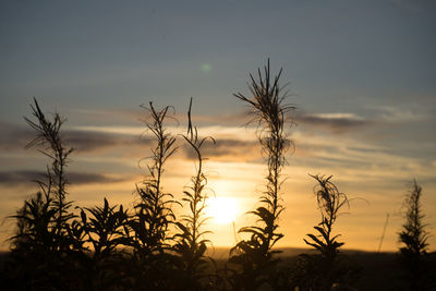 Close-up of silhouette plants against sunset sky