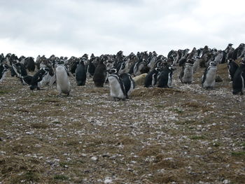 View of birds on rocks