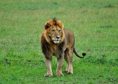 Lion on grass