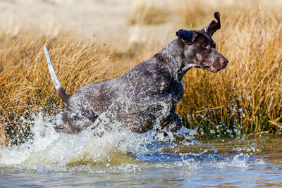 Dogs running in water