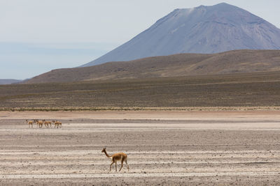 View of a desert against mountain