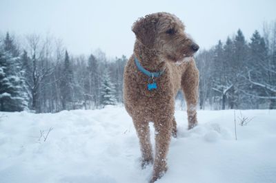 Goldendoodle standing on snowy field against sky during snowfall