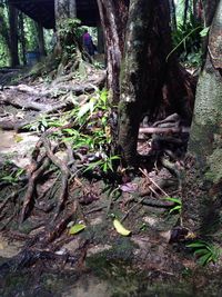 Close-up of tree trunk in forest