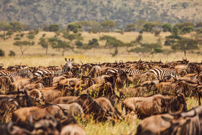 Zebras and wildebeest standing on field