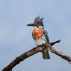 Low angle view of bird perching on branch against clear blue sky