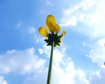 Low angle view of yellow flowers blooming against sky