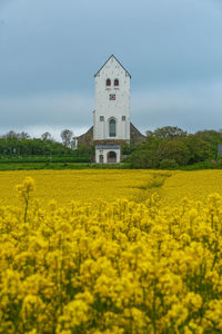 Yellow flowers on field by building against sky