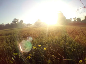 Close-up of grass in field against sky during sunset