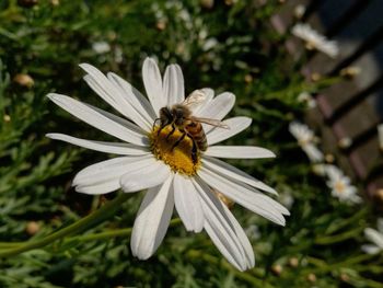 Close-up of bee on flower