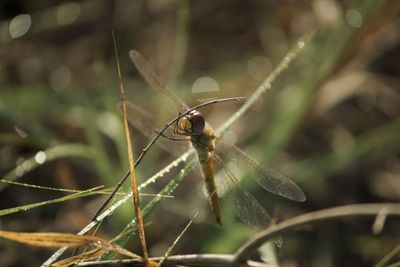 Close-up of dragonfly on plant