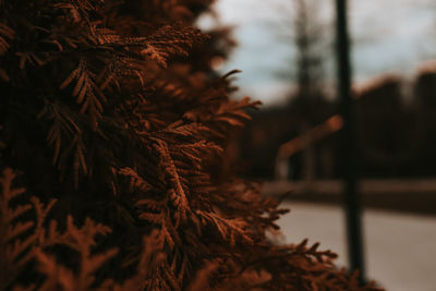 Close-up of frozen plant against sky