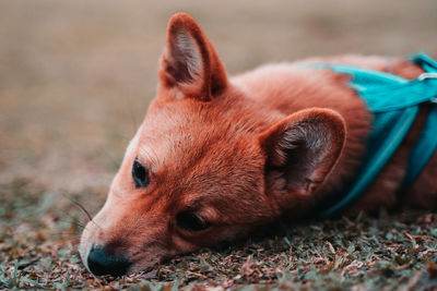 Close-up of a dog looking away