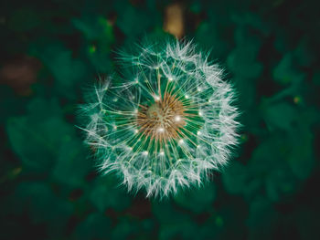 Close-up of dandelion on plant