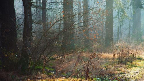 Trees in forest