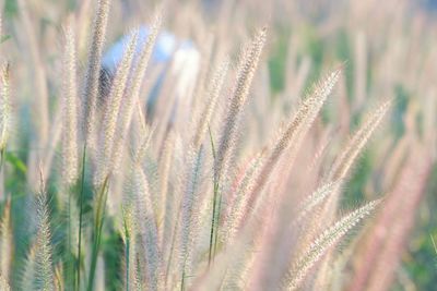 Close-up of wheat growing on field