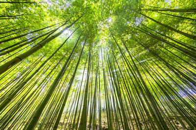 Early morning in the bamboo forest