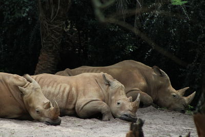 White rhinoceros in a field