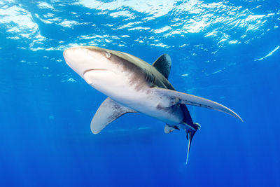 Close encounter of a oceanic white tip shark at cat island bahamas