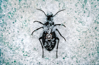 Beetle with jewellery in textured background