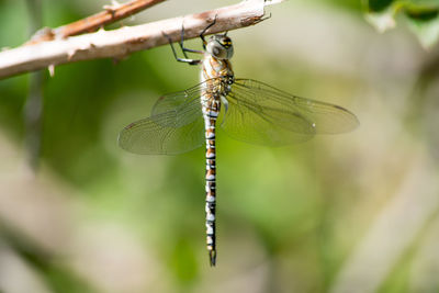 Close-up of damselfly on leaf