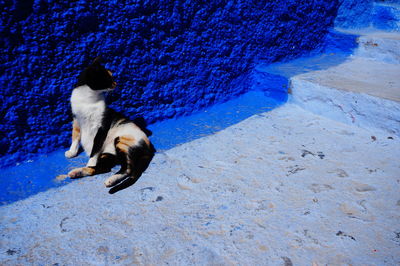 High angle view of dog running