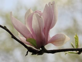 Close-up of pink flower buds on branch
