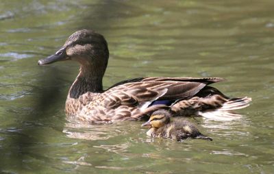 Ducks swimming in lake