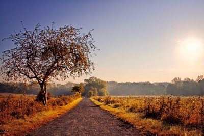 Road amidst trees against clear sky