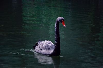 Black swan swimming in lake