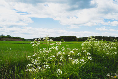 Scenic view of field against sky