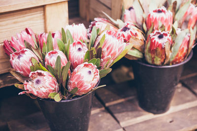 Close-up of pink flower pot