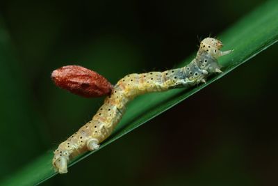 Close-up of insect on plant