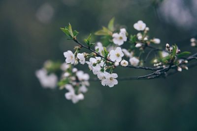 Close-up of white flowers blooming on tree