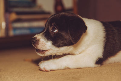 Close-up of puppy looking away