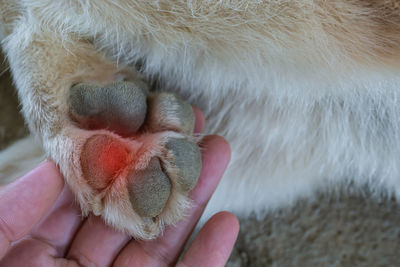 Close-up of hand holding animal