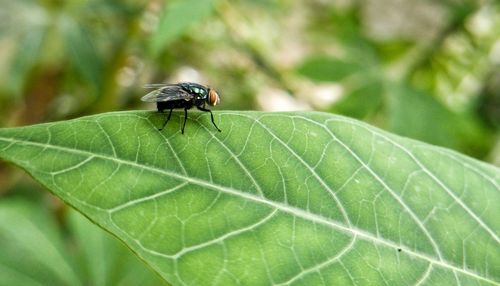 Close-up of fly on leaf