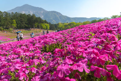 People by magenta flowers blooming in park