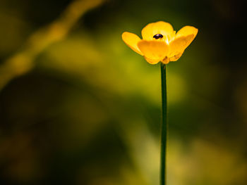 Close-up of yellow flowering plant