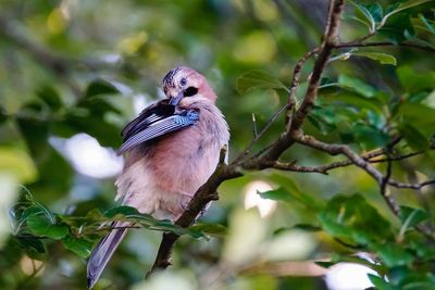 Low angle view of eurasian jay perching on branch