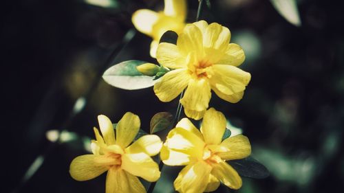 Close-up of yellow daffodil blooming outdoors